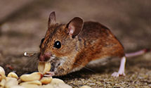 24 Hour & Emergency Exterminators in Austin Peay St Univ, TN